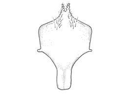   Anthidium palliventre nbsp;male, diagram showing ventral view of eighth sternum (S8), diagram from Gonzalez and Griswold 2013 
